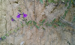 Salvia lycioides
