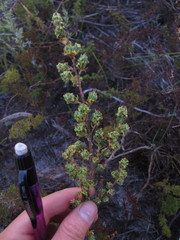 Cliffortia polygonifolia polygonifolia