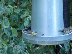 Cyanistes teneriffae teneriffae