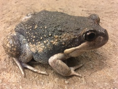Limnodynastes dumerilii dumerilii