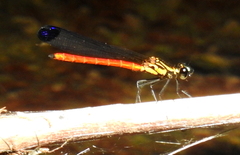 Libellago rufescens