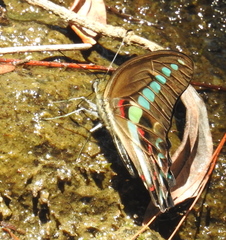 Graphium milon