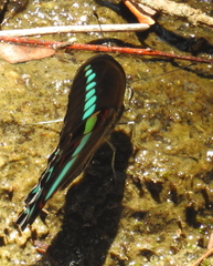 Graphium milon