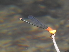 Pseudagrion crocops