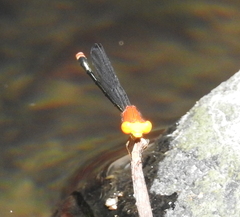 Pseudagrion crocops
