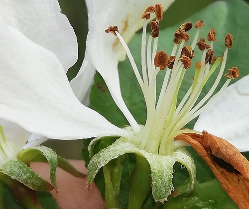 Malus sylvestris