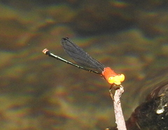Pseudagrion crocops