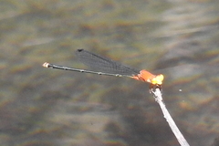Pseudagrion crocops