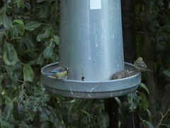 Cyanistes teneriffae teneriffae