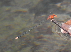 Pseudagrion crocops
