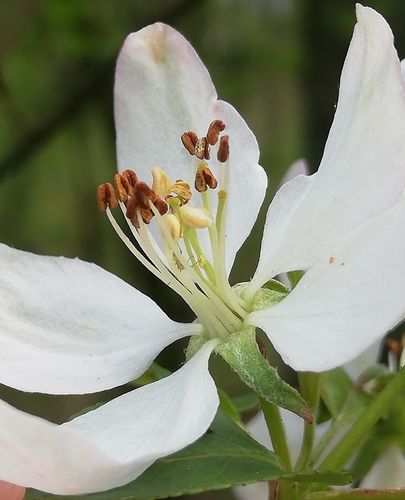 Malus sylvestris