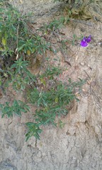 Salvia lycioides