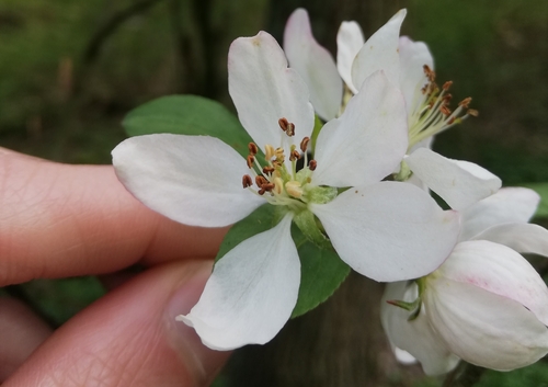 Malus sylvestris