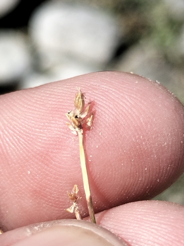 Image of Eleocharis geniculata by no rights reserved
