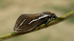 Abantiades latipennis