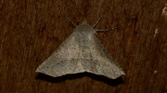 Oenochroma subustaria