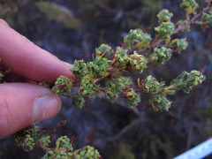 Cliffortia polygonifolia polygonifolia