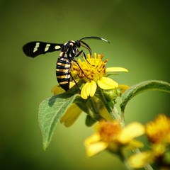 Syntomeida melanthus