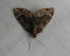Ecliptopera silaceata