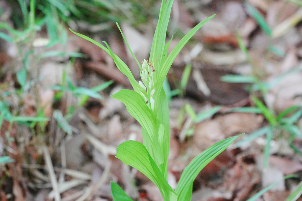 Cephalanthera longibracteata