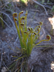 Schizaea