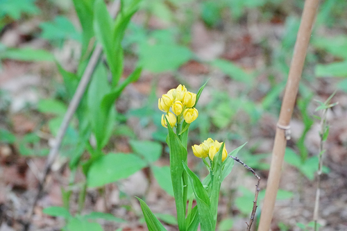 Image of Cephalanthera falcata by (c) WATANABE Hitoshi 渡辺仁, some rights reserved (CC BY)