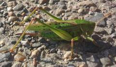 Gampsocleis sedakovii