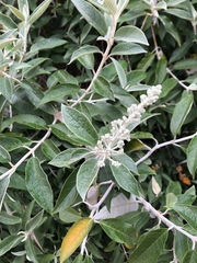 Buddleja madagascariensis