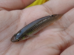 Aplocheilus