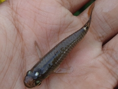Aplocheilus