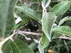 Buddleja madagascariensis