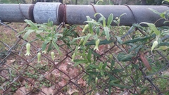 Billardiera mutabilis