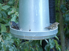 Fringilla coelebs canariensis