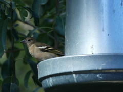 Fringilla coelebs canariensis