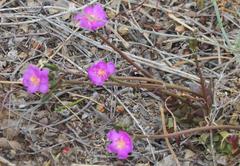 Anacampseros telephiastrum