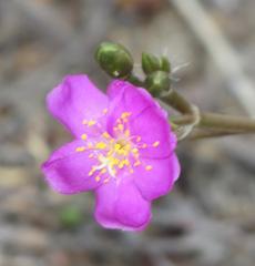 Anacampseros telephiastrum