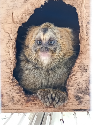 キアタママーモセット