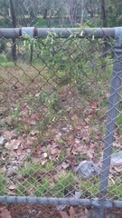 Billardiera mutabilis