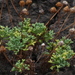 Argyranthemum frutescens succulentum - Photo (c) Luciano Arcorace,  זכויות יוצרים חלקיות (CC BY-NC), הועלה על ידי Luciano Arcorace
