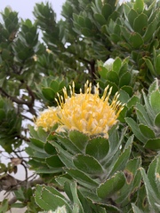 Leucospermum conocarpodendron