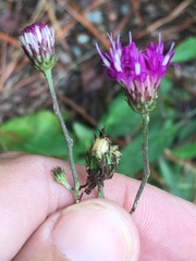 Vernonia acaulis