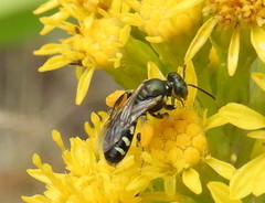Perdita octomaculata