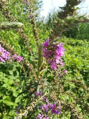 Hierodula transcaucasica