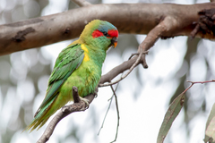 Glossopsitta concinna