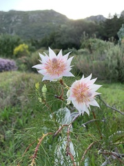 Serruria florida