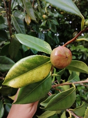 Camellia japonica