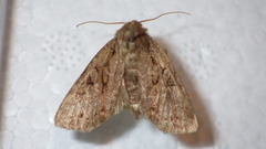 Apterogenum ypsillon