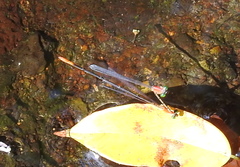 Teinobasis helvola