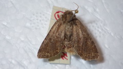 Apterogenum ypsillon