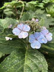 Hydrangea macrophylla normalis